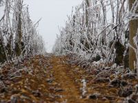 vignes (13).JPG